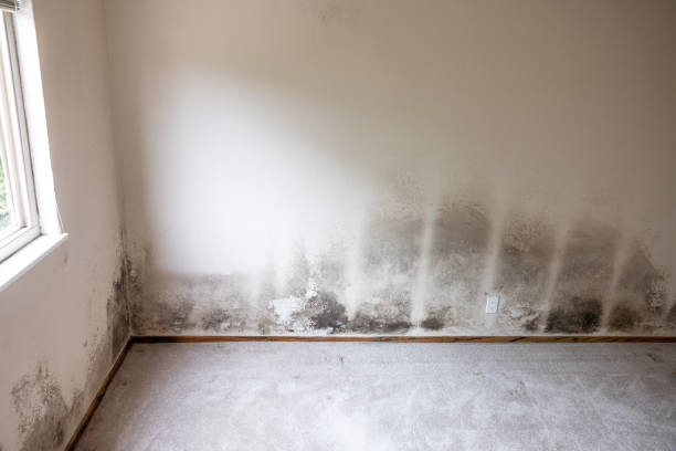 Best Mold Damage Restoration  in Wills Point, TX