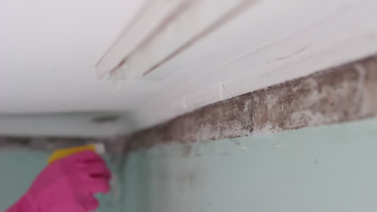 Best Asbestos and Lead Testing During Mold Inspection  in Wills Point, TX